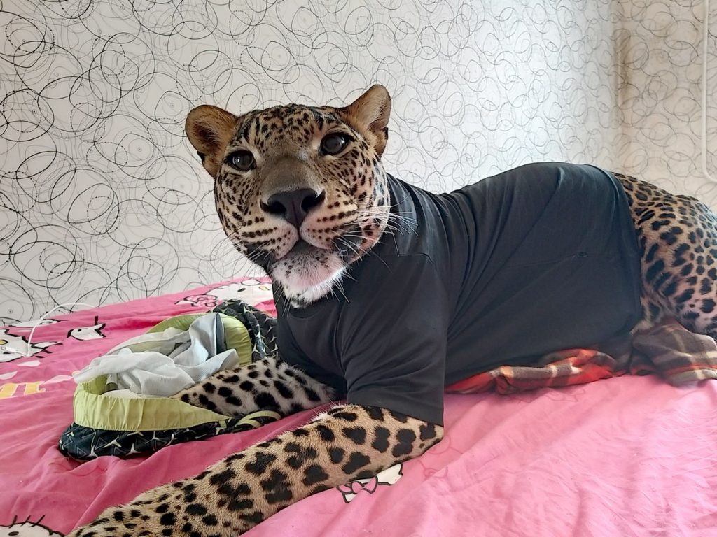 leopard kot hišni ljubljenček