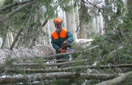 Slovenski gozdovi: neizkoriščen kapital, ki ga načenja lubadar