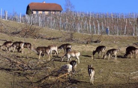 Kmetje za odstrel, lovci in stroka proti