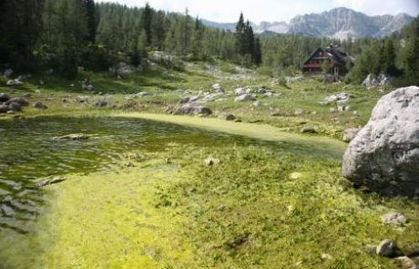 Zelena alpska solza ali “točka debilizma”