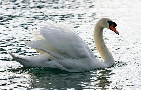 Labod iz solin okužen s ptičjo gripo