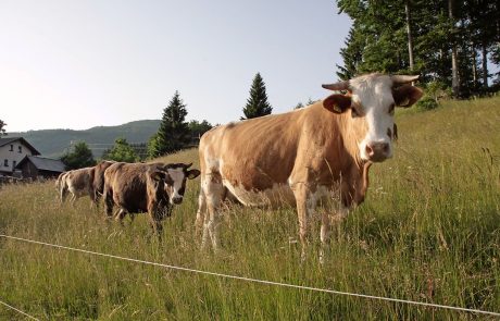 Denar za sadike, traktor in hlev