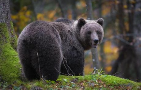 S priročnikom nad medvede, volke in rise