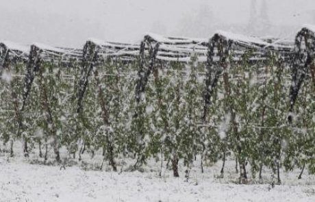 Sneg je v Podravju uničil orehe in povzročil veliko škode na sadju s koščicami