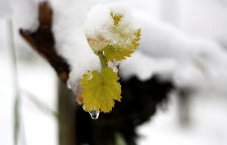 Zaradi nizkih temperatur ob koncu tedna nevarnost pozebe