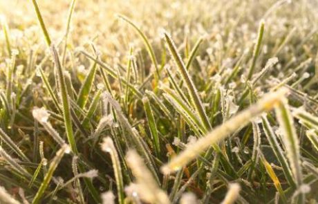 Pozor, jutranje nizke temperature lahko škodijo drevesom, vikend bo deževen