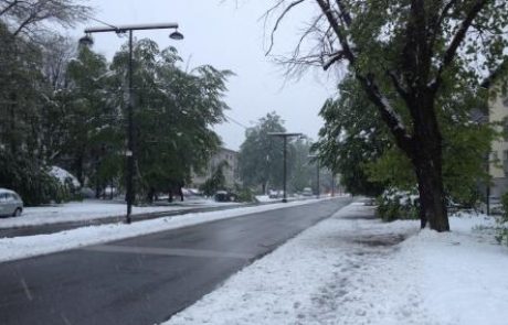 [FOTO in VIDEO] Poglejte, kako so ljubljanski gasilci odstranili podrto drevo z avta