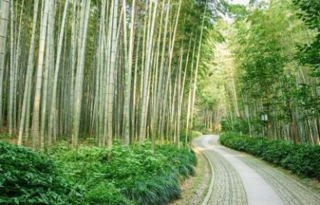 Na Japonskem še naprej iščejo 7-letnika, ki sta ga starša pustila v gozdu