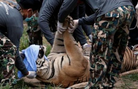 Oblasti so zaradi zlorab zasegle tigre znanega turističnega templja