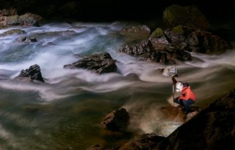 [FOTO in VIDEO] V akvariju Postojnske jame že 13 malih zmajčkov: najstarejša sestrica bo kmalu pokazala zobke