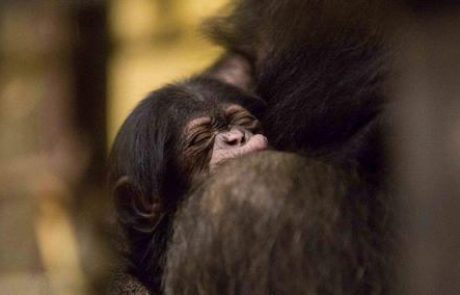 Ljubljanski šimpanzi zibajo: Mamica Neža ponosna, očka Boris nežen in ljubeč