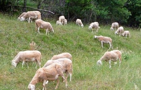 Preiskana trupla brez okužbe