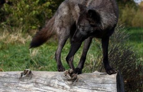 V zagrebškem živalskem vrtu lovili pobeglo volkuljo