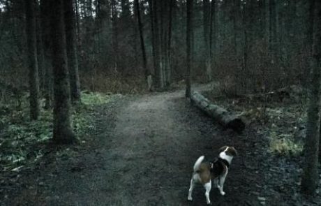 Groza v gozdu na Štajerskem: Pes poginil, privezan na drevo