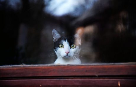 Surovo meso nevarno za hišne ljubljenčke