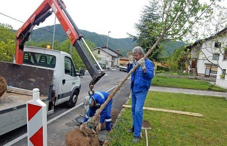 Javorje v drevoredu so morali stlačiti v “cvetlične lončke”