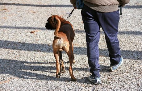 Med sprehajanjem psov sta si skočila v lase