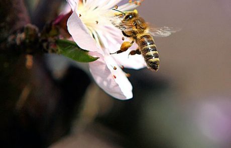 Čebelarjem se zaradi pozebe in snega obeta slaba letina