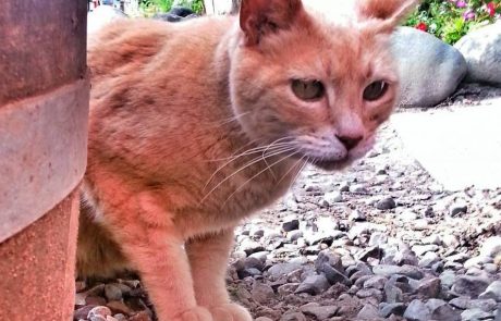 Maček Stubbs, podžupan mesta Taalketna na Aljaski, preminil v 20. letu starosti