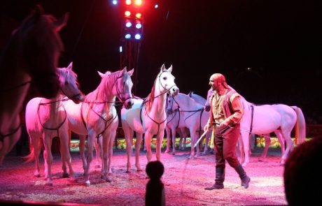 Tudi Maribor bo gostil cirkus, nasprotniki na nogah