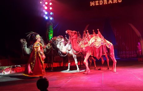 Direktor cirkusa obsojen zaradi mučenja živali, si boste ogledali predstavo?