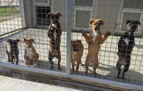 Mariborski azil za živali z novim vodjo, iščejo novega veterinarja