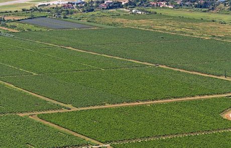 Židan: prodaja Vinakopra je proti interesom Primorske