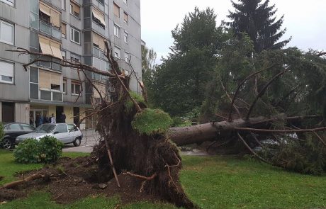 FOTO: V Mariboru neurje ruvalo dreseva, ki so padala na avtomobile