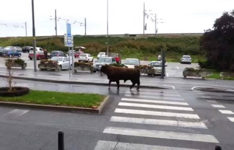 VIDEO: Zjutraj se je po Mariboru sprehajal bik, za njim pa mesar