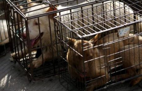 Prošnje ne zaležejo: V Pjongčangu še jedo pasje meso, olimpijci ogorčeni
