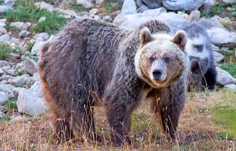 Slovenski medvedi povzročajo težave v francoskih Pirenejih