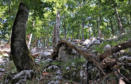 Gozdni rezervat Snežnik – Ždrocle na Unescovem seznamu