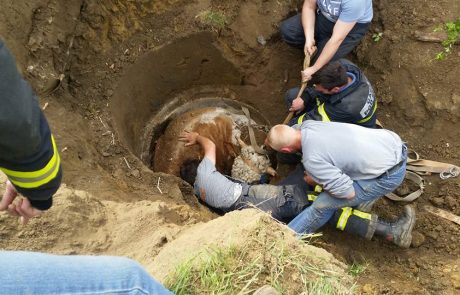 Rešen bik znan kot “hud”, saj v bližino spusti samo lastnico