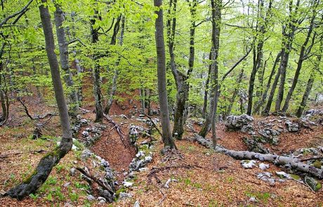 Dve noči preživel v gozdu z zlomljeno nogo