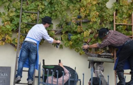 Prihaja Festival Stare trte in posebno jubilejno vino