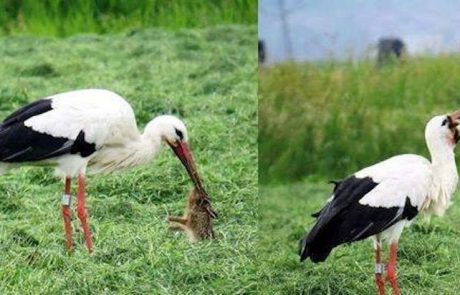 FOTO: Štorklja je pojedla zajca! Čakaj, kaj?