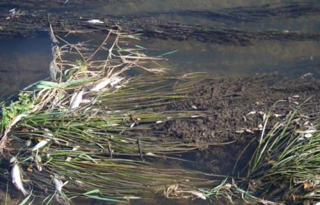V mariborskem jezeru zaradi vročine in pomanjkanja vode poginilo več kot pet ton rib