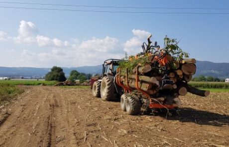 VIDEO: Sečnja Rogoškega gozda zaključena še ta konec tedna