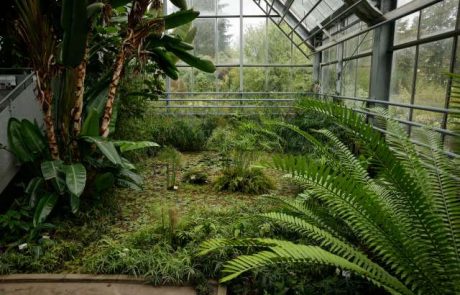 Ljubljanski botanični vrt v hudi stiski zaradi porušenega rastlinjaka