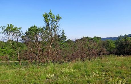 Občina je gmajno prodala, a bi jo morala ponuditi vaščanom