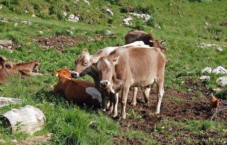 Delo na planinah je mehek poseg v občutljiv ekosistem