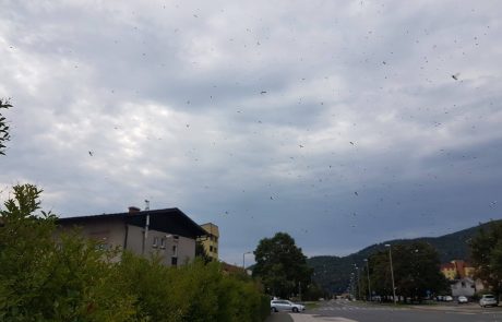 FOTO: V Mariboru se masovno pojavljajo roji letečih mravelj