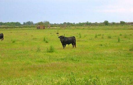 Pobesneli bik na Štajerskem poškodoval dva občana