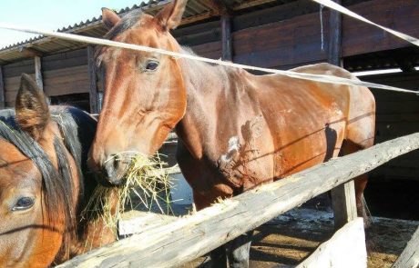 FOTO: Shirani konji rešeni in na varnem