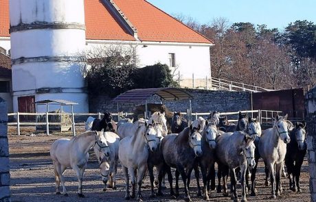 Lipici denar za vzdrževalna dela