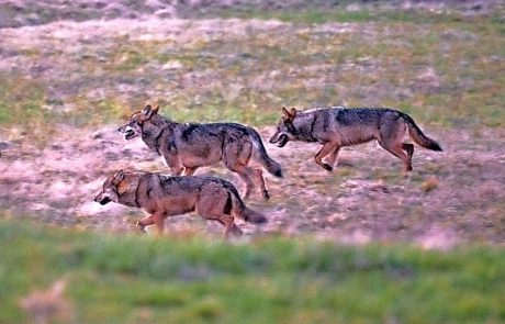 Volkovi pokončali bika v ograjenem pašniku