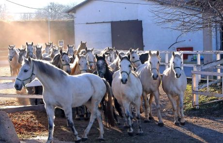 Poslanci skozi predlog zakona o Kobilarni Lipica