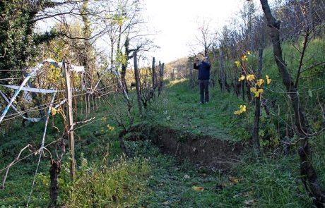 Tla v vinogradu so se udrla