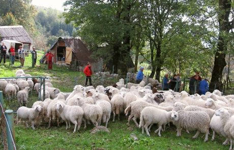 Krave na “daljinsko upravljanje”