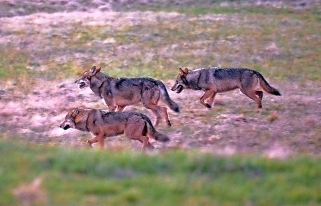 Kmetje in lovci: Zveri je na Primorskem preveč, potreben bi bil večji odstrel